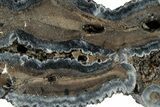 Mammoth Molar Slice With Case - South Carolina #291071-2
